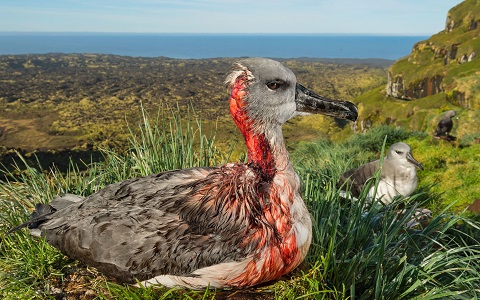 Los ratones atacan a los albatros para beber su sangre